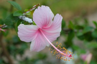 Hibiscus flower extract