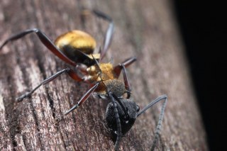 Polyrhachis ant