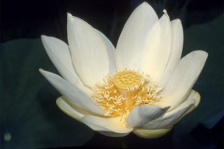 Snow lotus flower