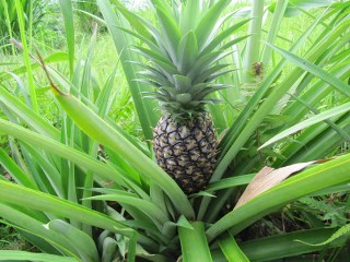 pineapple natural growth