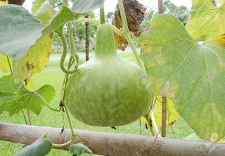 Benincasa hispida fruit