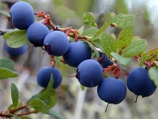 blueberries growing on the vine