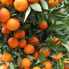 Citrus clementina growing on the tree together