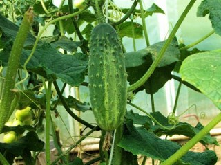 cucumbers growing on the vine