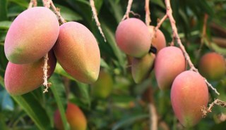 mangos growing on the tree interstellar peel blend