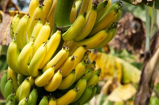 bananas in pairs growing on the tree