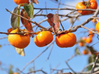 Persimmon on a tree