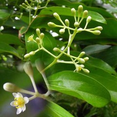 Cassia (Cinnamomum aromaticum) 