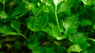 Celery leaf (Apium graveolens)