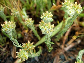 Cudweed (Gnaphalium spp.) (Vietnam) 