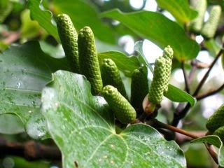 Kawakawa seeds (Macropiper excelsum) (New Zealand) 