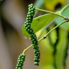 Pepper, black, white, and green (Piper nigrum) 
