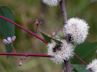 Peppermint gum leaf (Eucalyptus dives) 