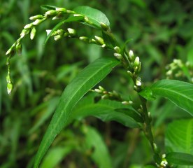 Water-pepper, smartweed (Polygonum hydropiper) 