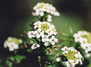 Watercress (Rorippa nasturtium-aquatica) 