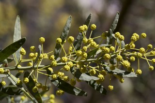 Wattleseed (Acacia Victoriae) 