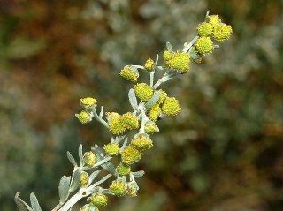 Wormwood, absinthe (Artemisia absinthium) 