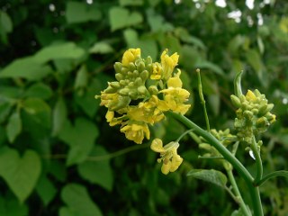 Mustard, brown, mustard plant, mustard seed (Brassica juncea) 
