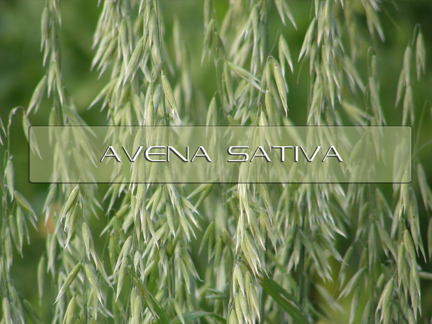 Benefits of Avena Sativa Interstellar Blends Activate Your Super